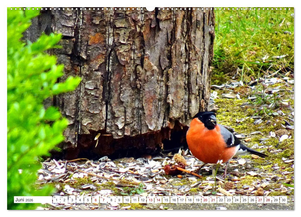 Herr und Frau Gimpel - Stammgäste im Garten (CALVENDO Premium Wandkalender 2026)
