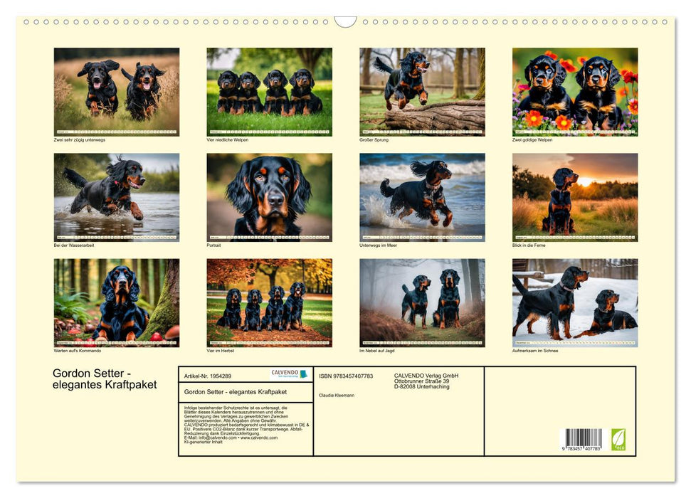 Gordon Setter - elegantes Kraftpaket (CALVENDO Wandkalender 2026)