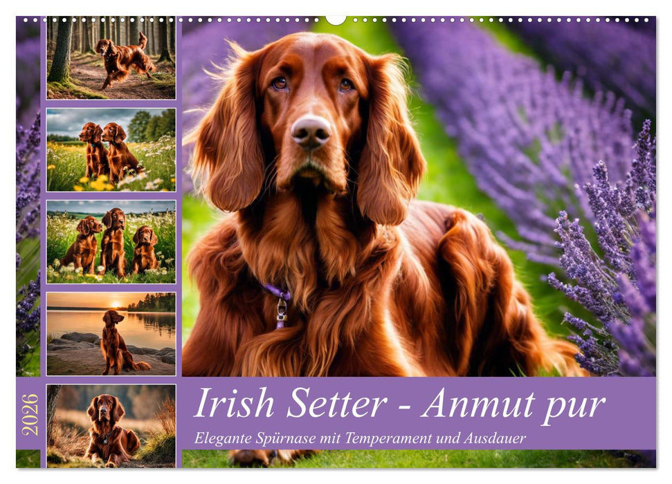 Irish Setter - Anmut pur (CALVENDO Wandkalender 2026)