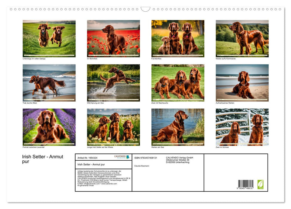 Irish Setter - Anmut pur (CALVENDO Wandkalender 2026)