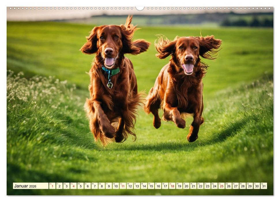 Irish Setter - Anmut pur (CALVENDO Wandkalender 2026)