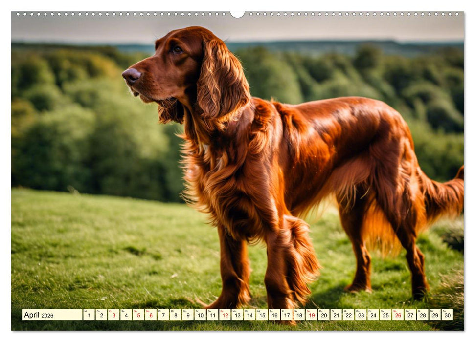 Irish Setter - Anmut pur (CALVENDO Wandkalender 2026)