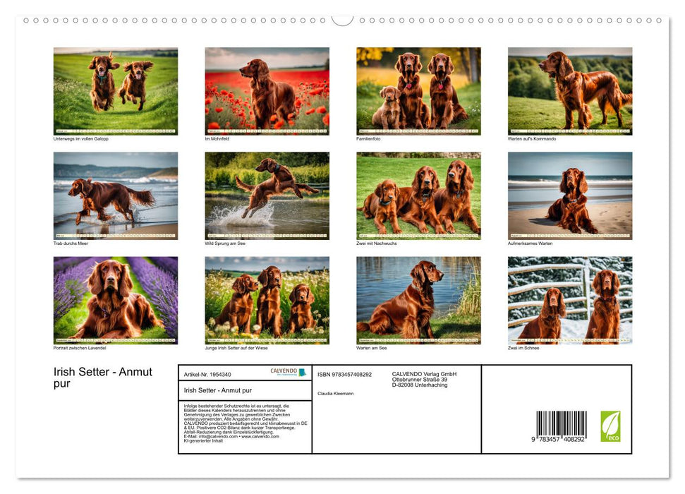 Irish Setter - Anmut pur (CALVENDO Premium Wandkalender 2026)
