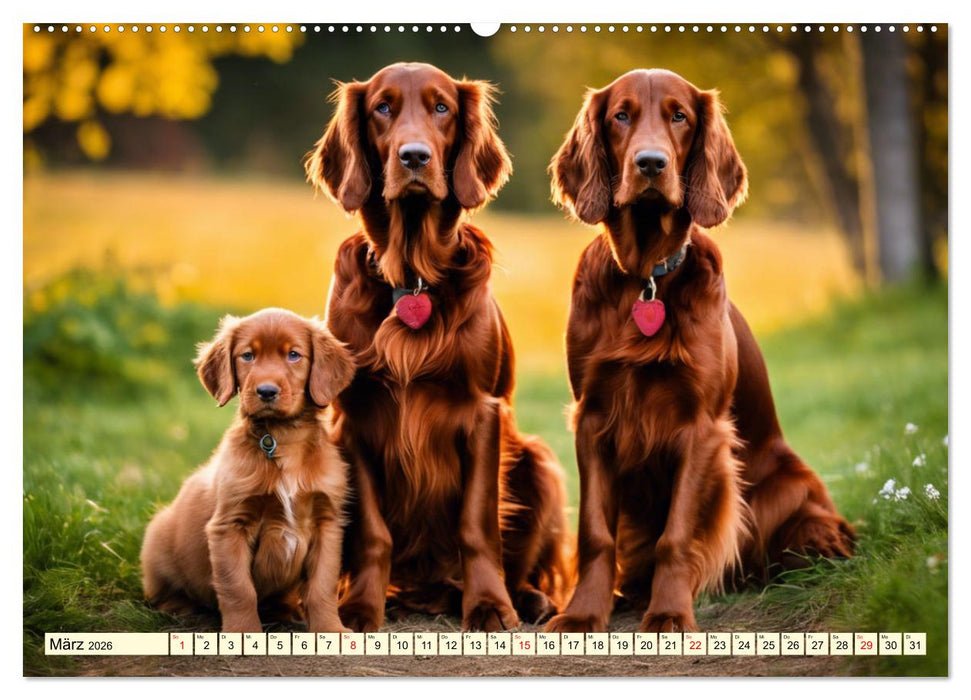 Irish Setter - Anmut pur (CALVENDO Premium Wandkalender 2026)