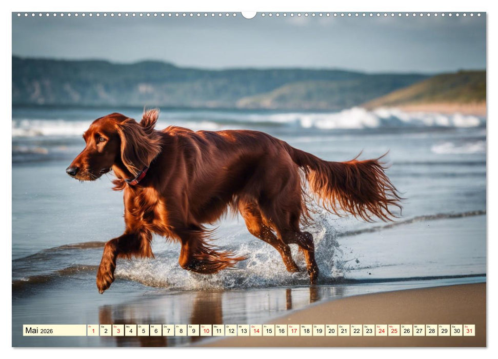 Irish Setter - Anmut pur (CALVENDO Premium Wandkalender 2026)