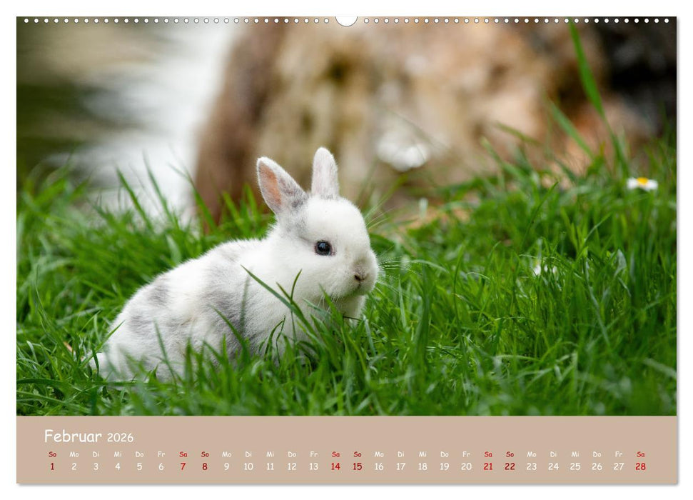 Flauschige Fellknäuel (CALVENDO Wandkalender 2026)