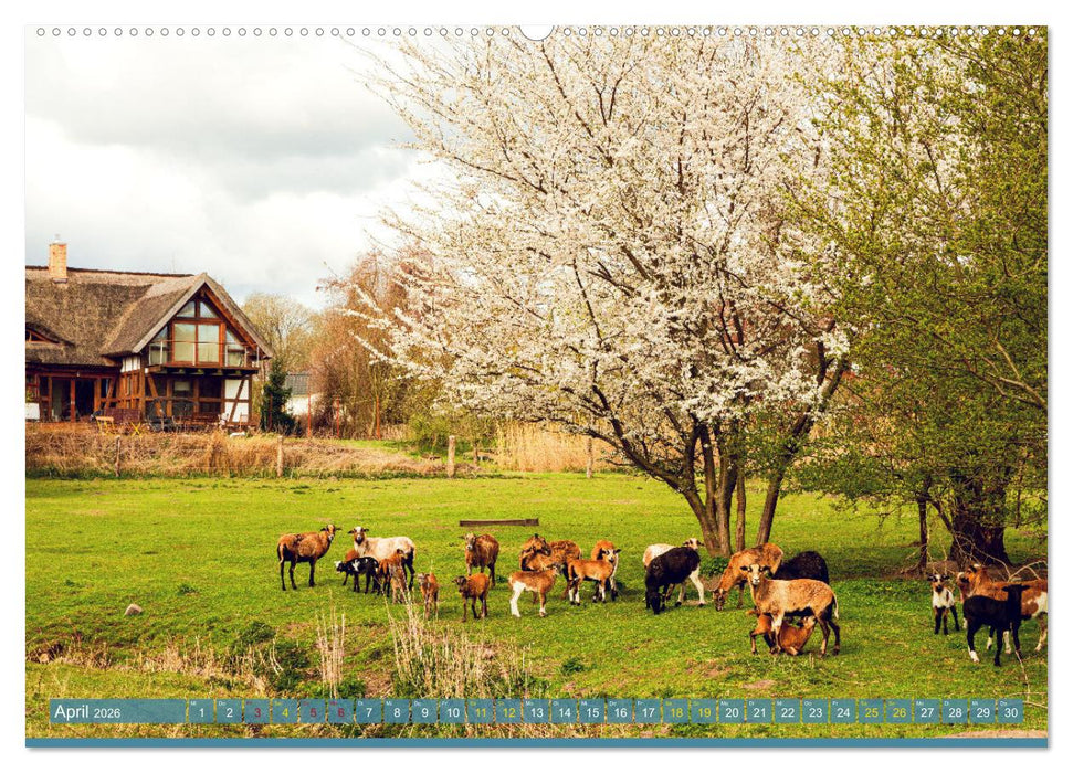 Buschvitz - Geografischer Mittelpunkt der Insel Rügen (CALVENDO Wandkalender 2026)