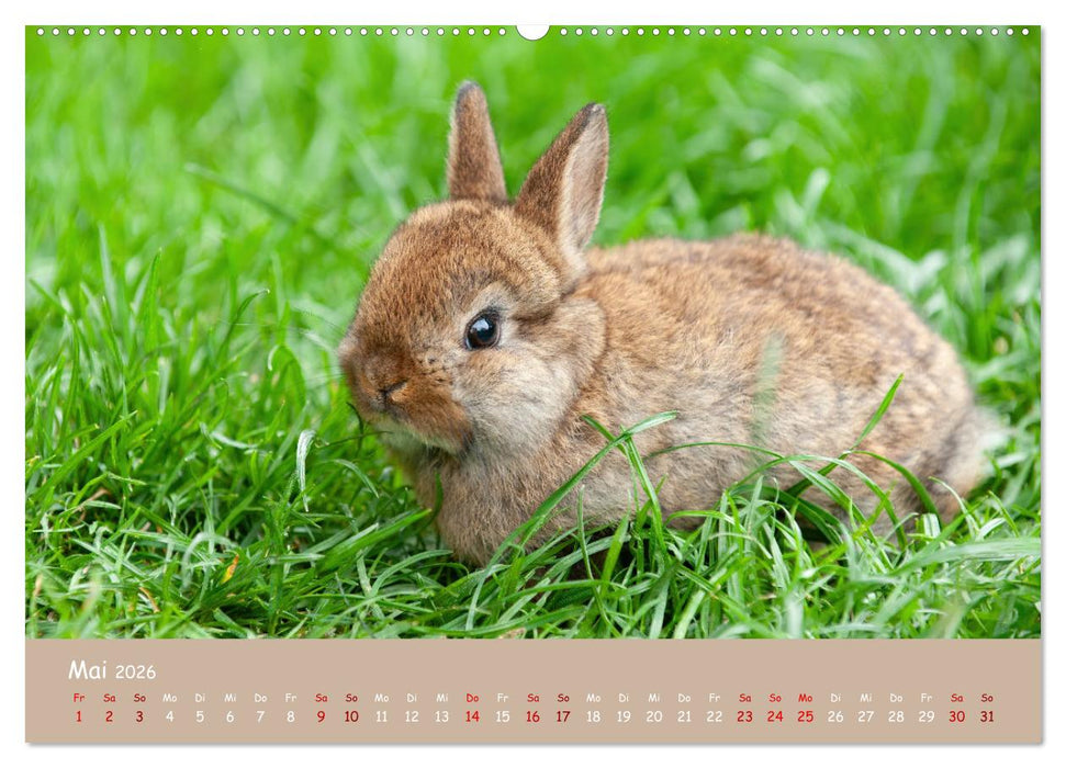 Flauschige Fellknäuel (CALVENDO Premium Wandkalender 2026)