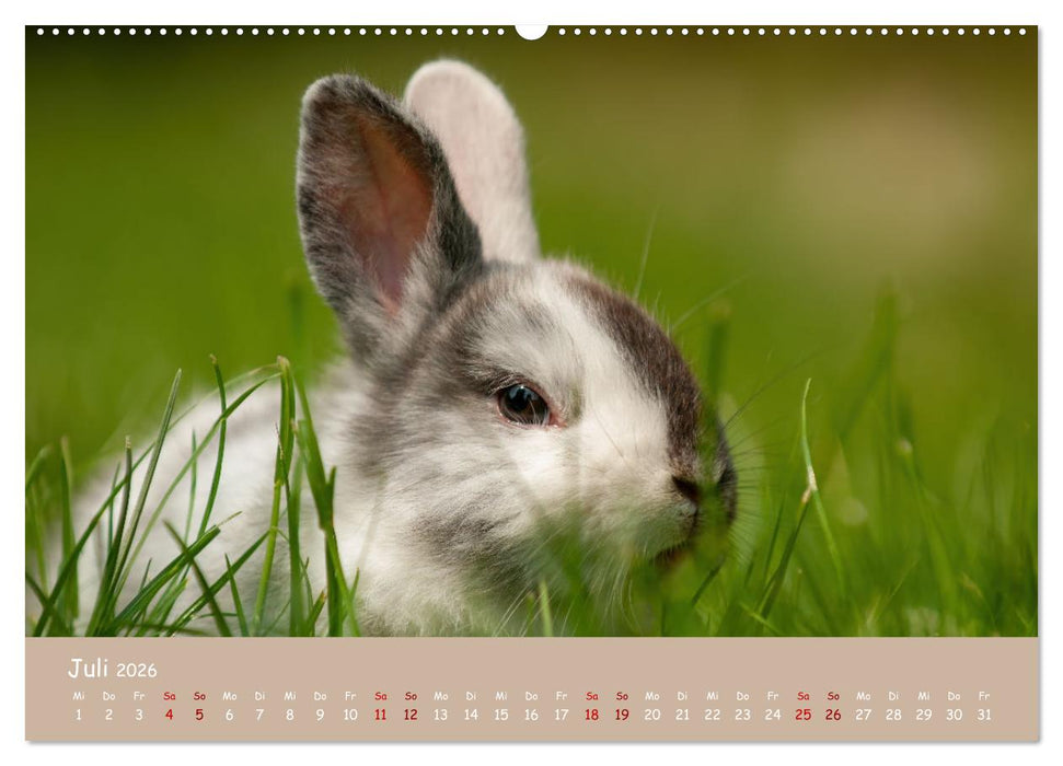 Flauschige Fellknäuel (CALVENDO Premium Wandkalender 2026)