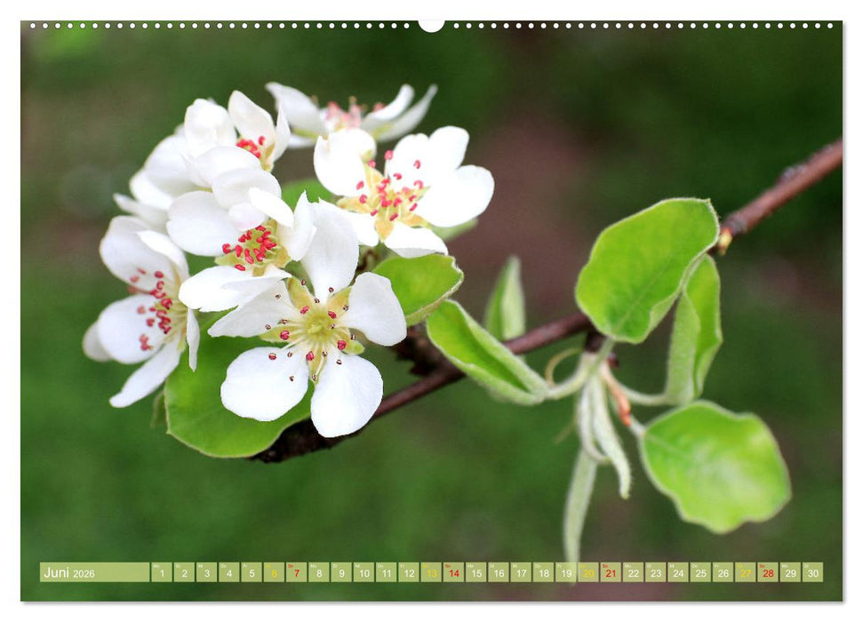 Werder (Havel) - Die Altstadtinsel (CALVENDO Premium Wandkalender 2026)