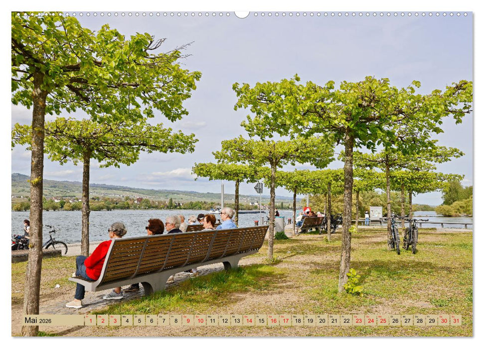 Ingelheim - Rotweinstadt am Rhein (CALVENDO Wandkalender 2026)