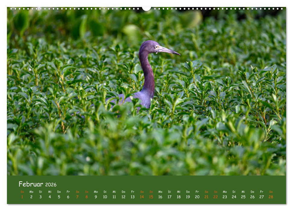 Costa Rica - Naturparadies zwischen Karibik und Pazifik (CALVENDO Premium Wandkalender 2026)