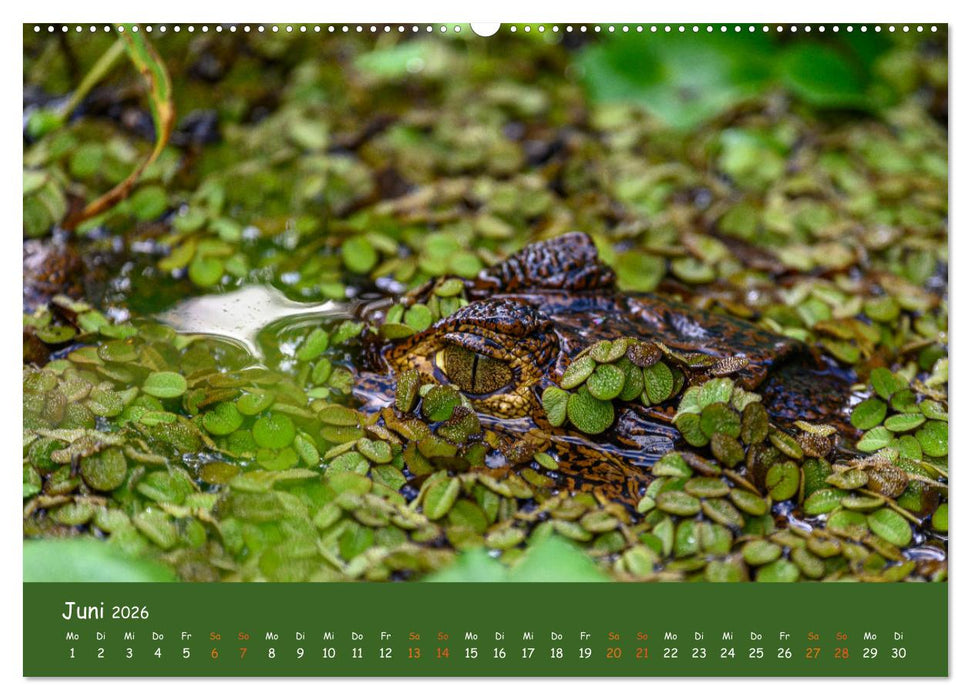 Costa Rica - Naturparadies zwischen Karibik und Pazifik (CALVENDO Premium Wandkalender 2026)
