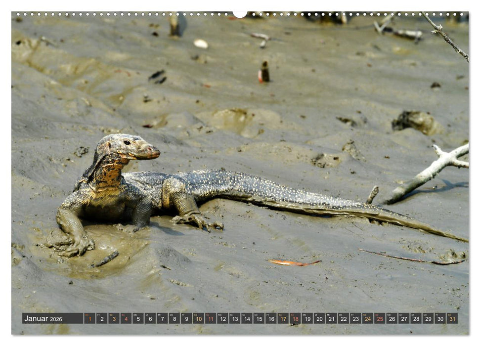 Tiere Indiens close up (CALVENDO Wandkalender 2026)