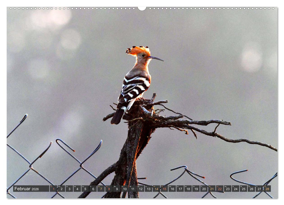 Tiere Indiens close up (CALVENDO Wandkalender 2026)