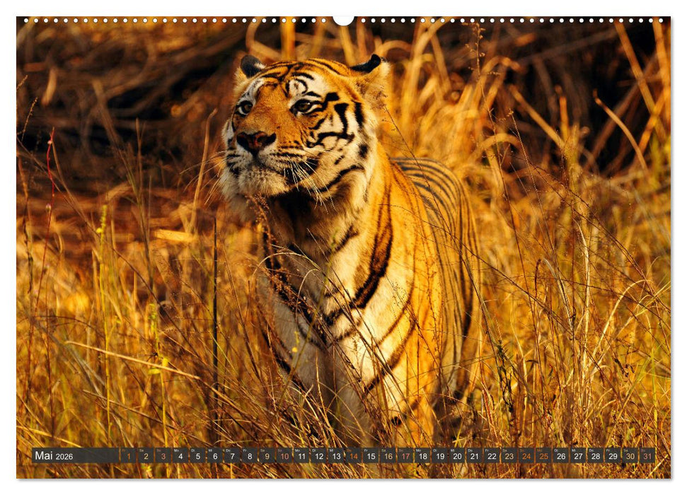 Tiere Indiens close up (CALVENDO Wandkalender 2026)