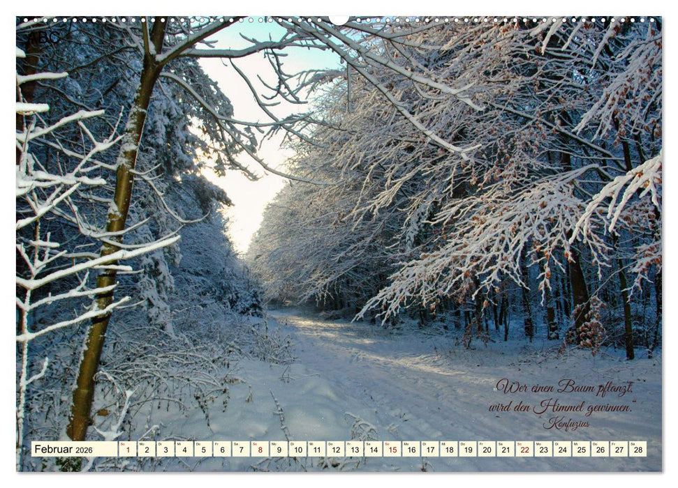 Waldbaden - Shinrin Yoku (CALVENDO Premium Wandkalender 2026)