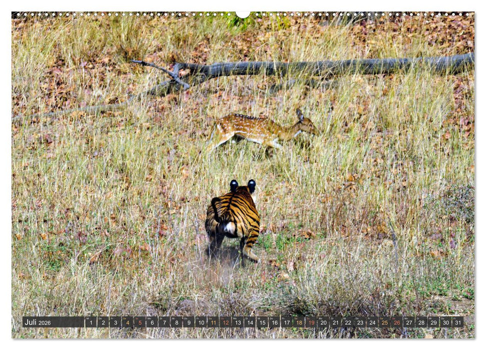 Tiere Indiens close up (CALVENDO Premium Wandkalender 2026)