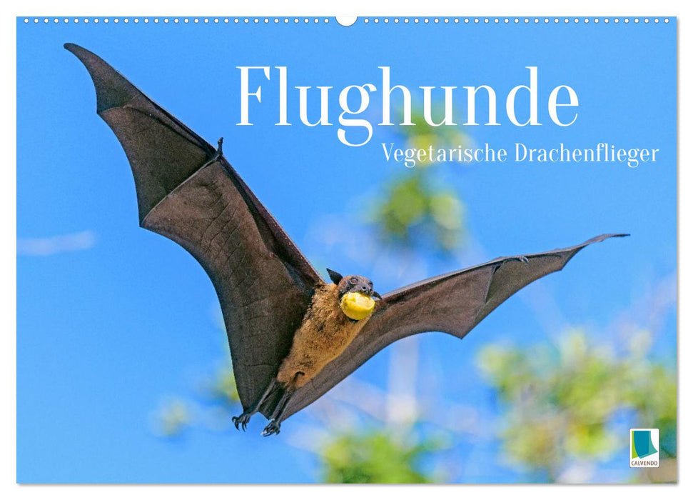 Flughunde: Vegetarische Drachenflieger (CALVENDO Wandkalender 2026)