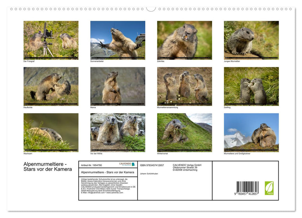 Alpenmurmeltiere - Stars vor der Kamera (CALVENDO Premium Wandkalender 2026)