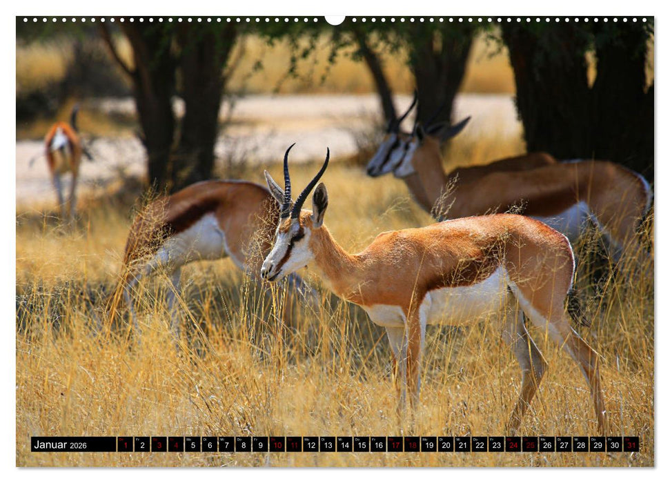 Auf Pirschfahrt im Kgalagadi Transfrontier Park (CALVENDO Premium Wandkalender 2026)
