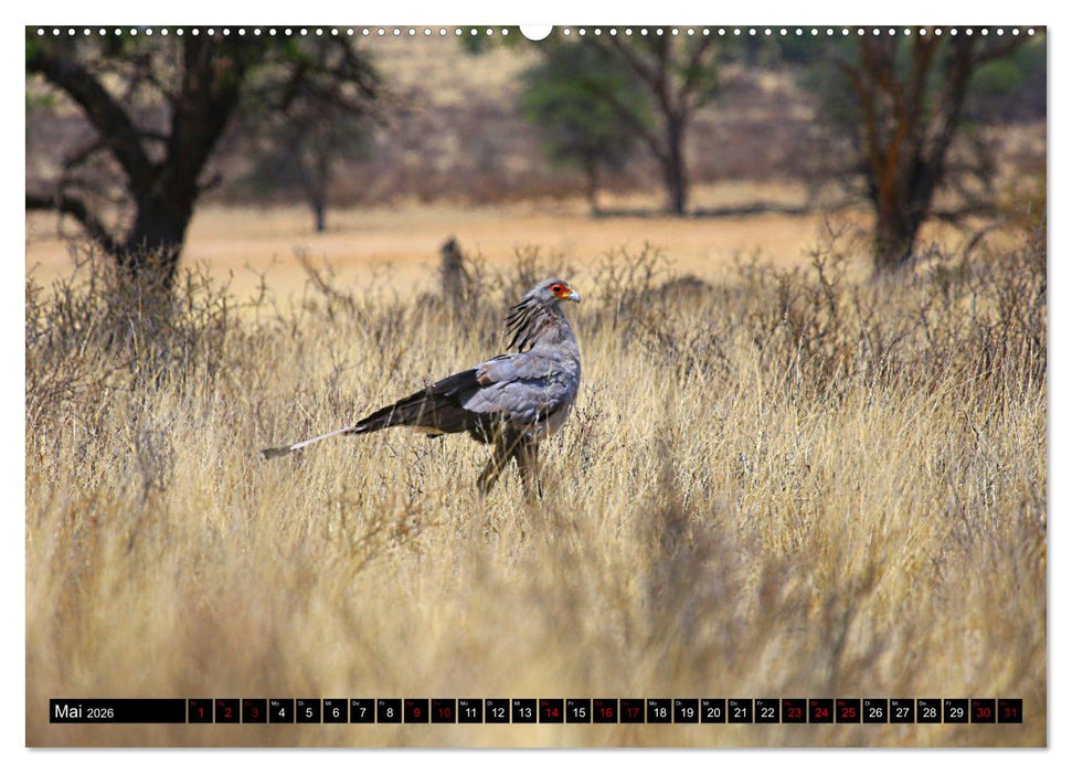 Auf Pirschfahrt im Kgalagadi Transfrontier Park (CALVENDO Premium Wandkalender 2026)