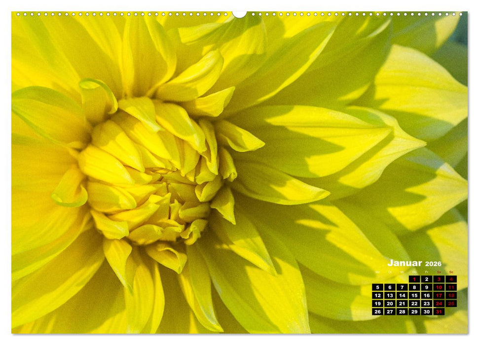 Im Herzen der Dahlie (CALVENDO Premium Wandkalender 2026)