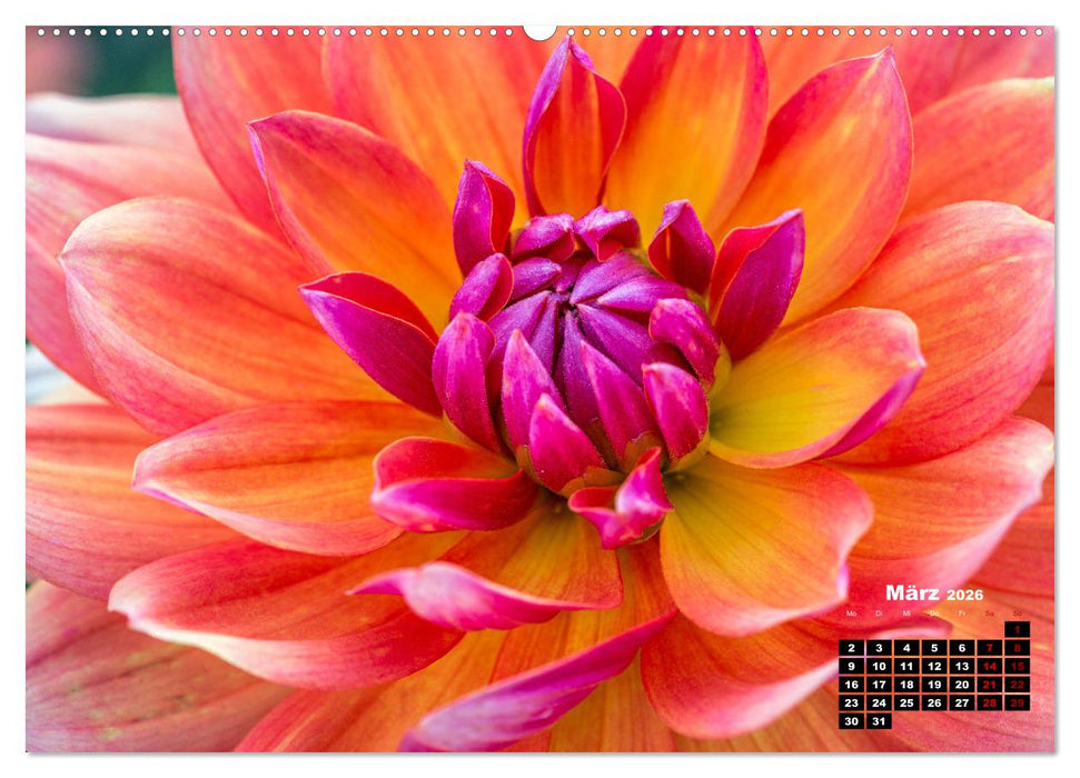 Im Herzen der Dahlie (CALVENDO Premium Wandkalender 2026)