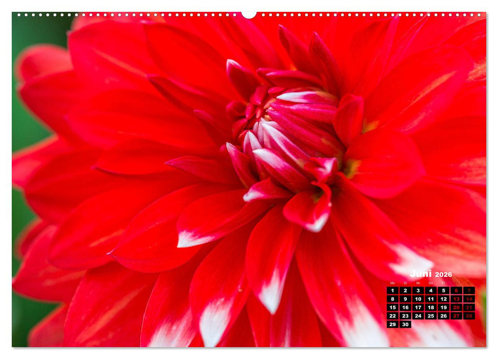 Im Herzen der Dahlie (CALVENDO Premium Wandkalender 2026)