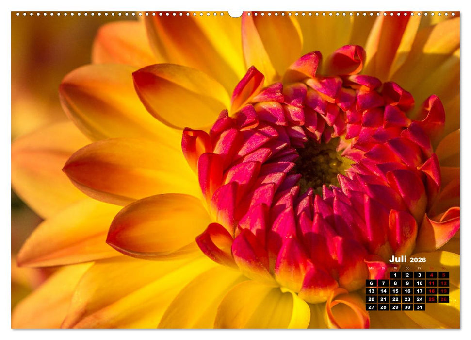 Im Herzen der Dahlie (CALVENDO Premium Wandkalender 2026)