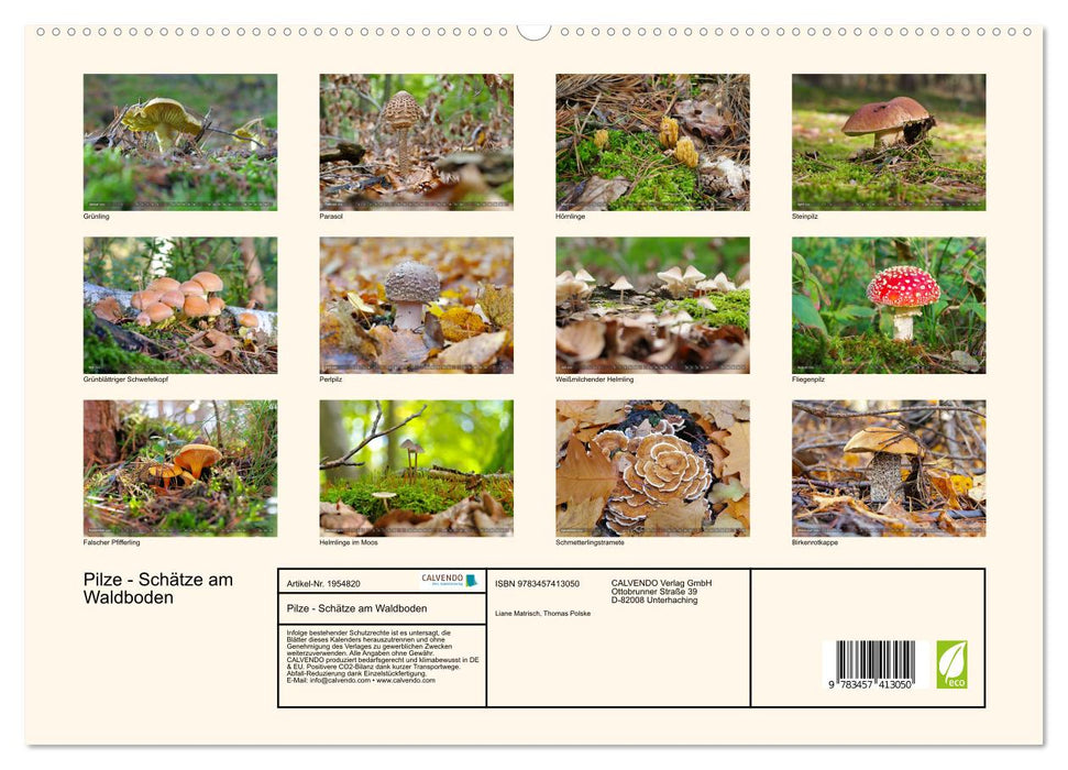 Pilze - Schätze am Waldboden (CALVENDO Premium Wandkalender 2026)
