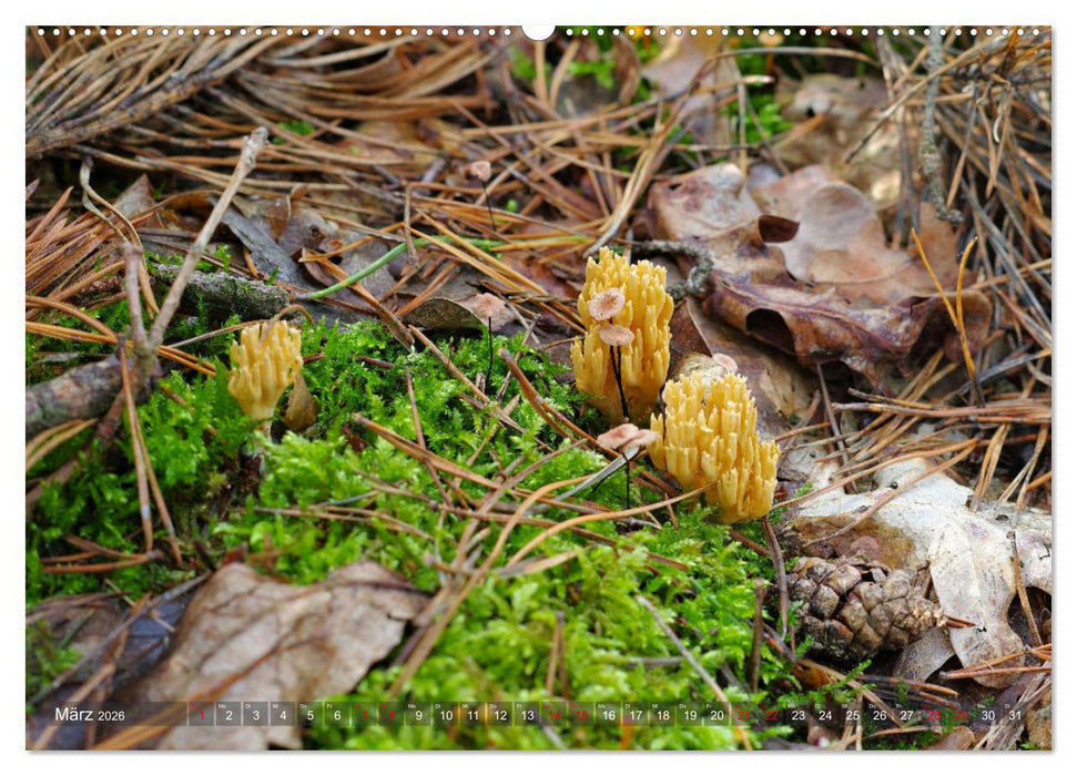 Pilze - Schätze am Waldboden (CALVENDO Premium Wandkalender 2026)