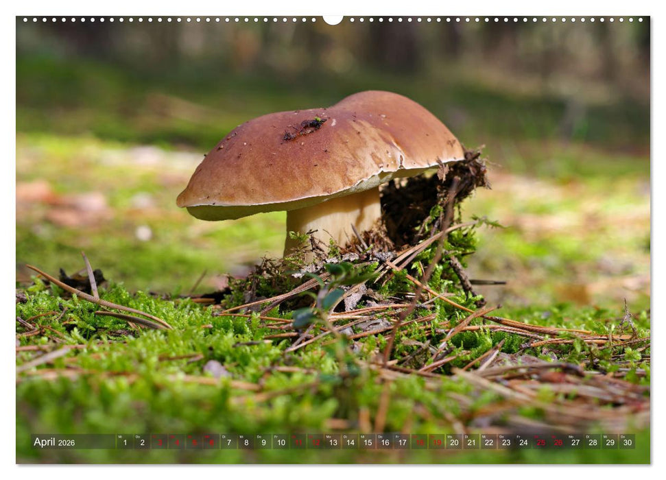 Pilze - Schätze am Waldboden (CALVENDO Premium Wandkalender 2026)