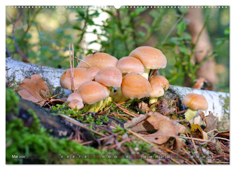 Pilze - Schätze am Waldboden (CALVENDO Premium Wandkalender 2026)