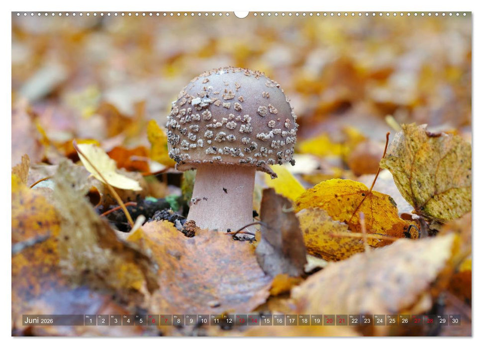 Pilze - Schätze am Waldboden (CALVENDO Premium Wandkalender 2026)