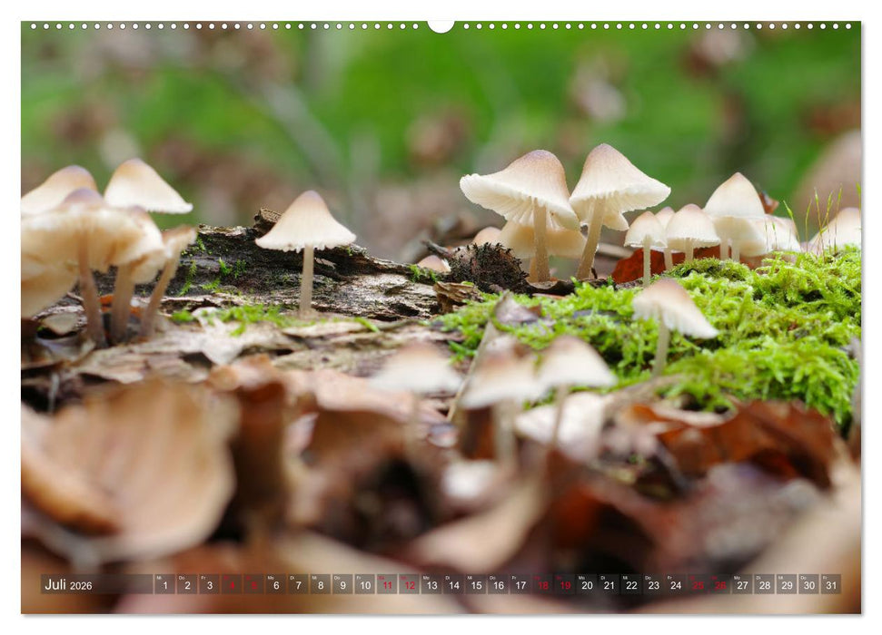 Pilze - Schätze am Waldboden (CALVENDO Premium Wandkalender 2026)