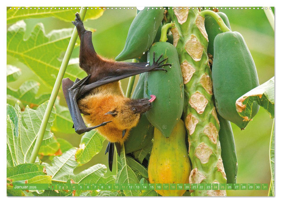 Flughunde: Vegetarische Drachenflieger (CALVENDO Premium Wandkalender 2026)