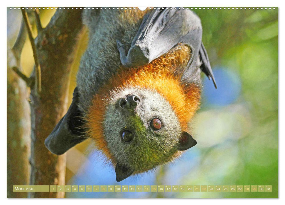 Flughunde: Vegetarische Drachenflieger (CALVENDO Premium Wandkalender 2026)