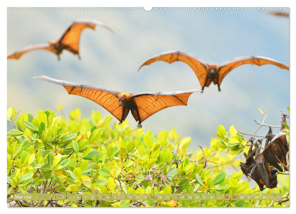 Flughunde: Vegetarische Drachenflieger (CALVENDO Premium Wandkalender 2026)