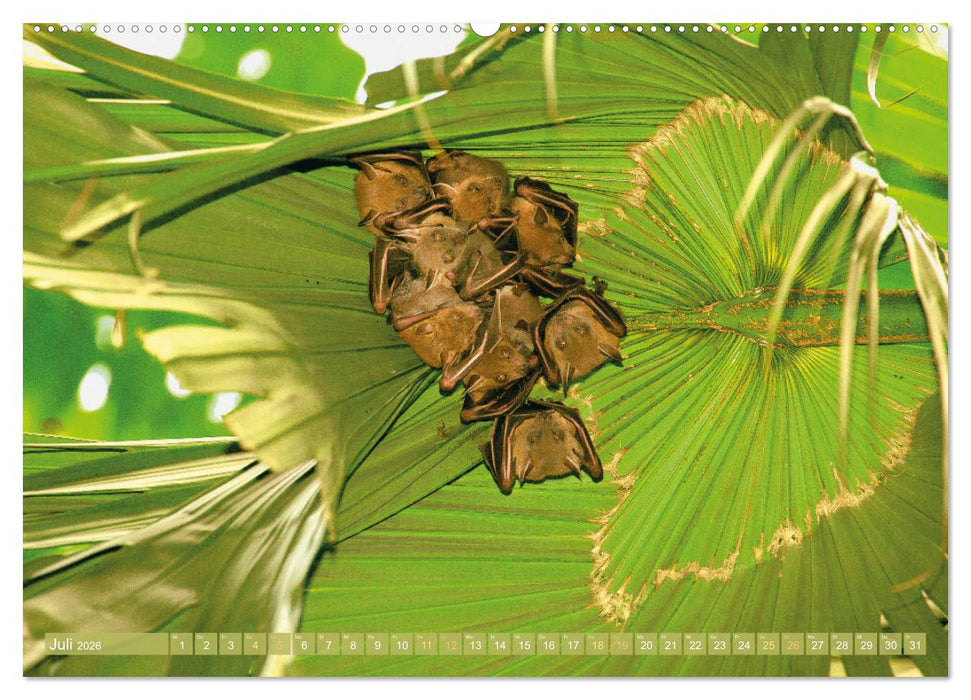 Flughunde: Vegetarische Drachenflieger (CALVENDO Premium Wandkalender 2026)