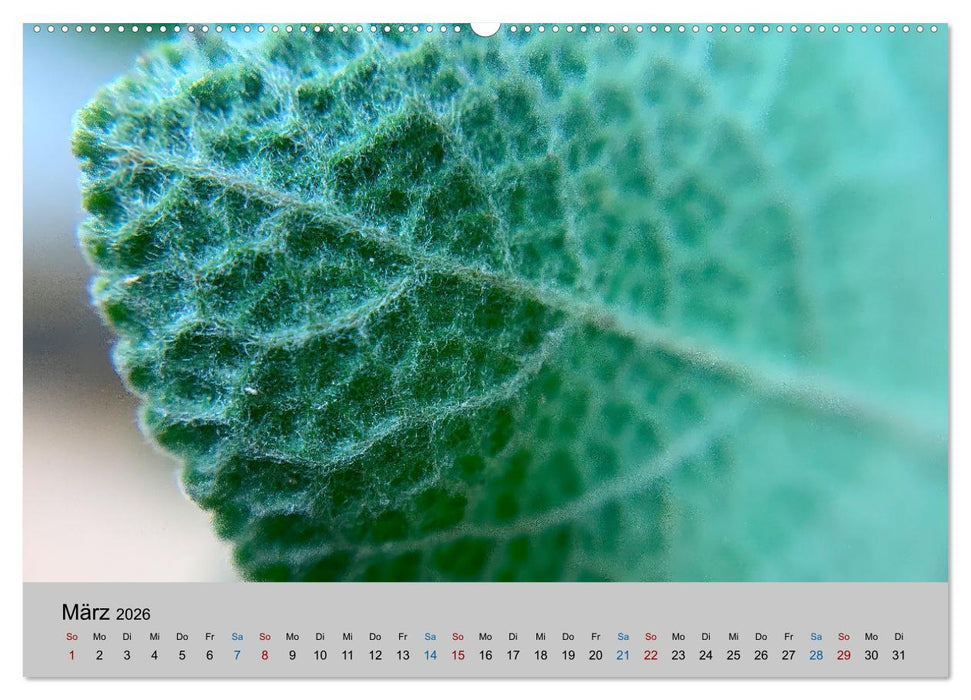 Max Macro (CALVENDO Premium Wandkalender 2026)