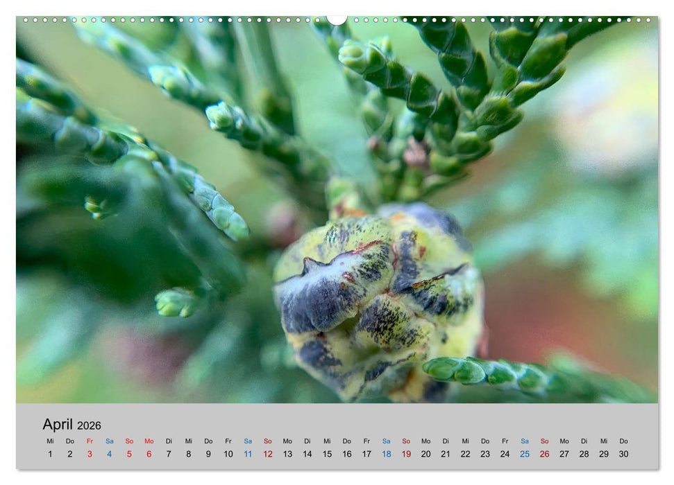 Max Macro (CALVENDO Premium Wandkalender 2026)