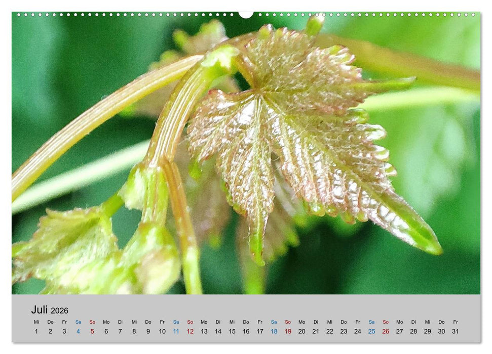 Max Macro (CALVENDO Premium Wandkalender 2026)