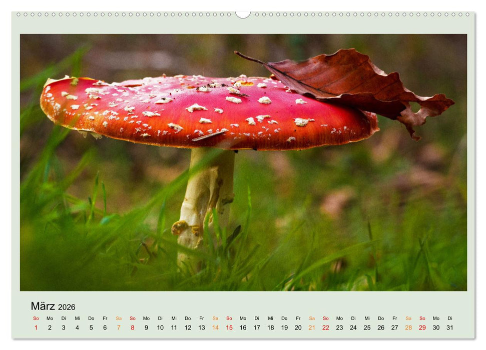 Im Fliegenpilz Rausch (CALVENDO Premium Wandkalender 2026)