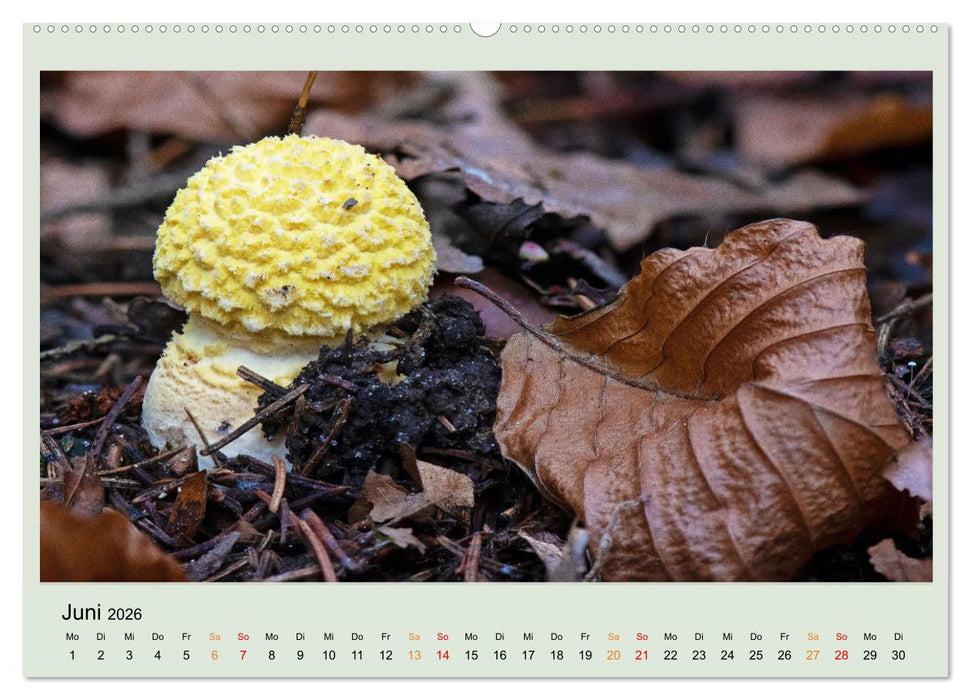 Im Fliegenpilz Rausch (CALVENDO Premium Wandkalender 2026)