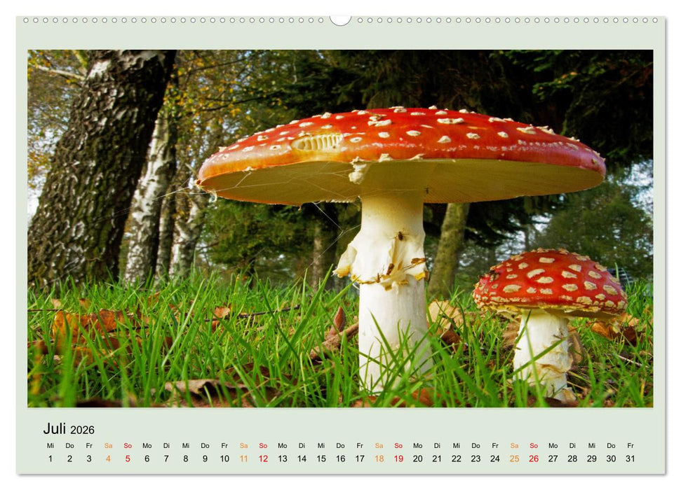 Im Fliegenpilz Rausch (CALVENDO Premium Wandkalender 2026)