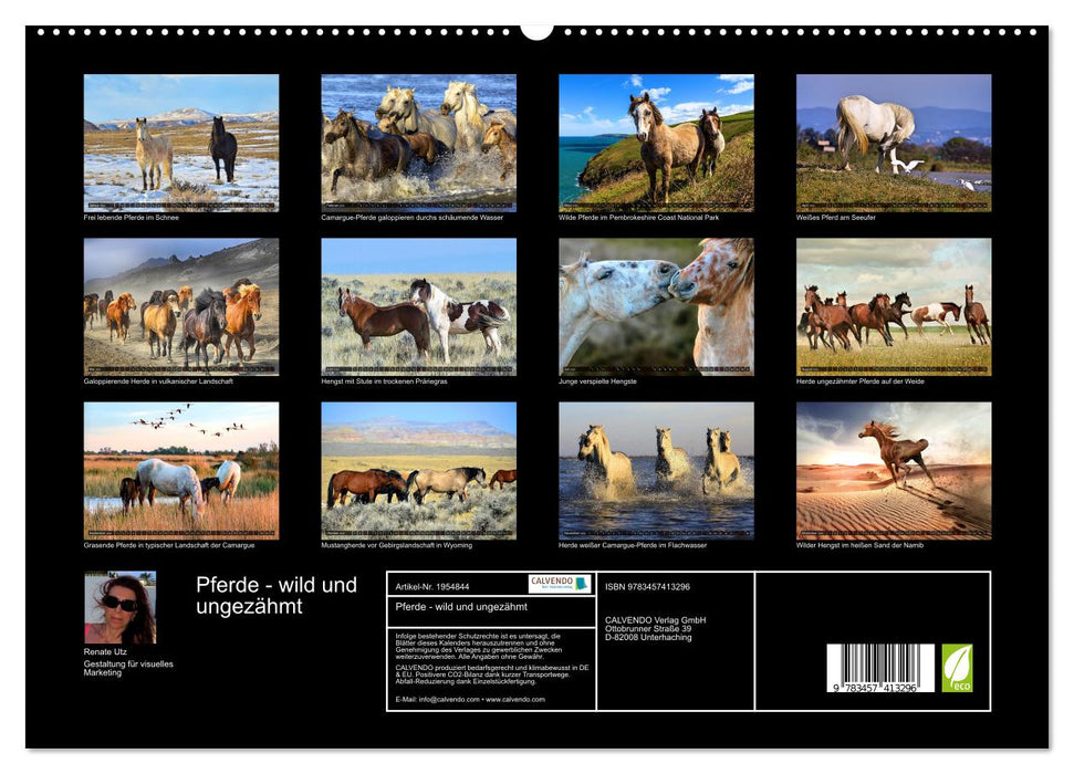 Pferde - wild und ungezähmt (CALVENDO Premium Wandkalender 2026)