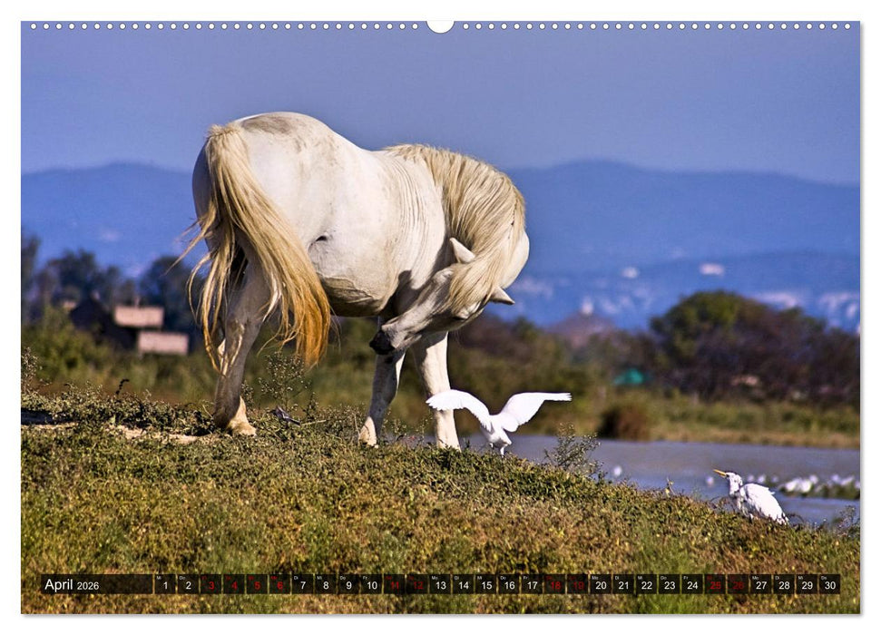 Pferde - wild und ungezähmt (CALVENDO Premium Wandkalender 2026)