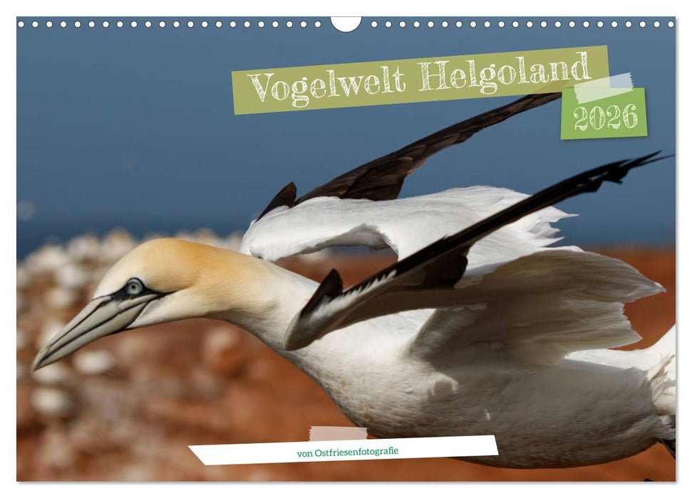 Vogelwelt Helgoland - von Ostfriesenfotografie (CALVENDO Wandkalender 2026)
