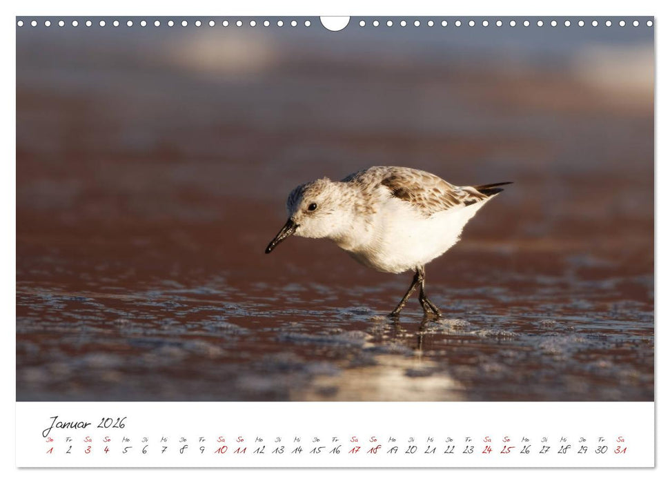 Vogelwelt Helgoland - von Ostfriesenfotografie (CALVENDO Wandkalender 2026)